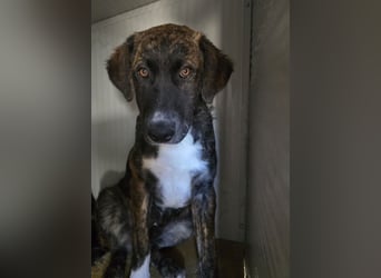 Marronicino: überfordert im Tierheim