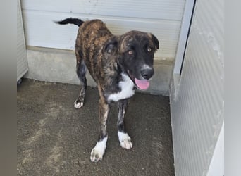 Marronicino: überfordert im Tierheim