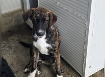 Marronicino: überfordert im Tierheim