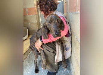 Rocco – als wenn sonst nix wäre -