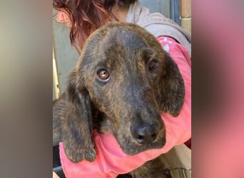 Rocco – als wenn sonst nix wäre -