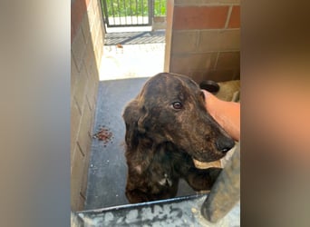 Rocco – als wenn sonst nix wäre -