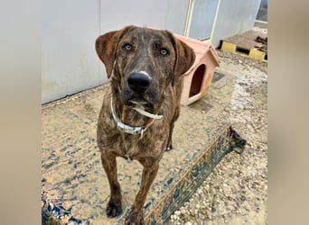 Olly - jung, charmant, verspielt - Wer  verliebt sich in diesen wunderbaren Segugio