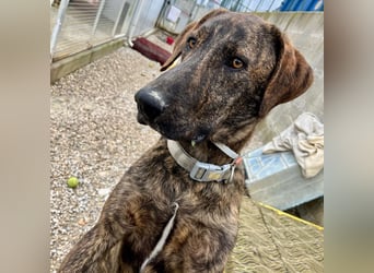 Olly - jung, charmant, verspielt - Wer  verliebt sich in diesen wunderbaren Segugio