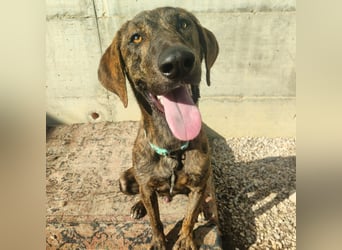 Olly - jung, charmant, verspielt - Wer  verliebt sich in diesen wunderbaren Segugio