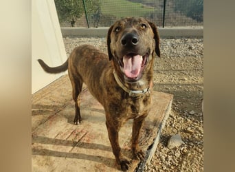 Olly - jung, charmant, verspielt - Wer  verliebt sich in diesen wunderbaren Segugio