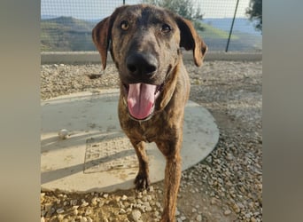 Olly - jung, charmant, verspielt - Wer  verliebt sich in diesen wunderbaren Segugio