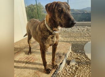 Olly - jung, charmant, verspielt - Wer  verliebt sich in diesen wunderbaren Segugio