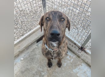 Olly - jung, charmant, verspielt - Wer  verliebt sich in diesen wunderbaren Segugio