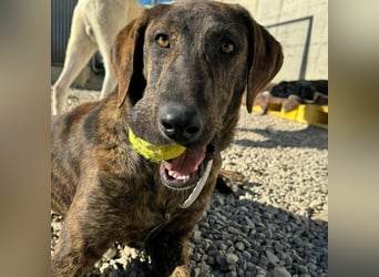 Olly - jung, charmant, verspielt - Wer  verliebt sich in diesen wunderbaren Segugio