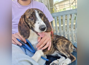 Gerda - junge liebevolle Hündin