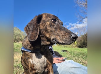 .Monalisa - liebevolle, sanfte Begleiterin wünscht sich einen Kuschelplatz nicht nur für den Winter