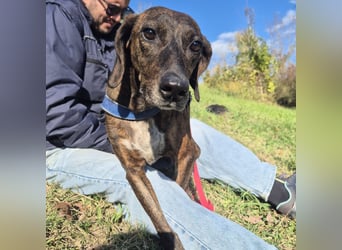 .Monalisa - liebevolle, sanfte Begleiterin wünscht sich einen Kuschelplatz nicht nur für den Winter