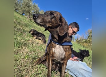 .Monalisa - liebevolle, sanfte Begleiterin wünscht sich einen Kuschelplatz nicht nur für den Winter