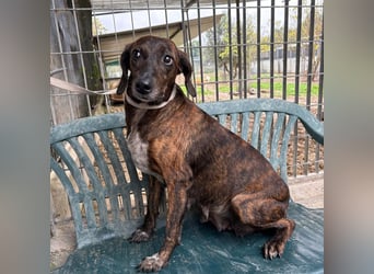 .Monalisa - liebevolle, sanfte Begleiterin wünscht sich einen Kuschelplatz nicht nur für den Winter