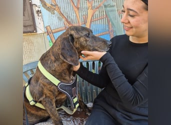 Monalisa - liebevolle, sanfte Begleiterin wünscht sich einen Kuschelplatz nicht nur für den Winter