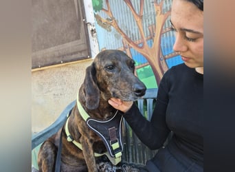 Monalisa - liebevolle, sanfte Begleiterin wünscht sich einen Kuschelplatz nicht nur für den Winter