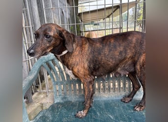 .Monalisa - liebevolle, sanfte Begleiterin wünscht sich einen Kuschelplatz nicht nur für den Winter