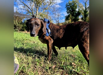 .Monalisa - liebevolle, sanfte Begleiterin wünscht sich einen Kuschelplatz nicht nur für den Winter