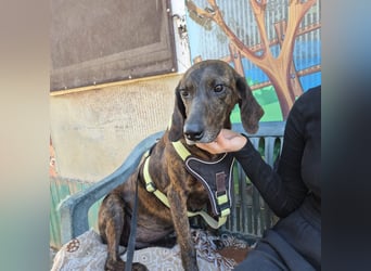 Monalisa - liebevolle, sanfte Begleiterin wünscht sich einen Kuschelplatz nicht nur für den Winter