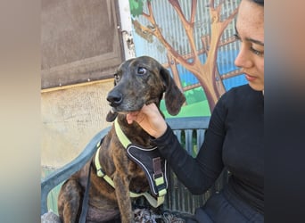 Monalisa - liebevolle, sanfte Begleiterin wünscht sich einen Kuschelplatz nicht nur für den Winter