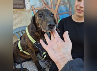 Monalisa - liebevolle, sanfte Begleiterin wünscht sich einen Kuschelplatz nicht nur für den Winter