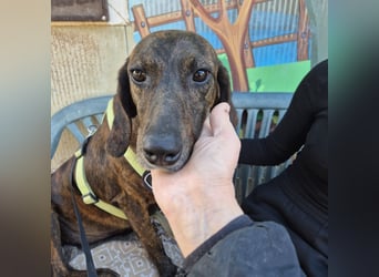 Monalisa - liebevolle, sanfte Begleiterin wünscht sich einen Kuschelplatz nicht nur für den Winter