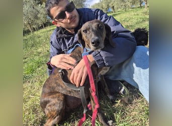 .Monalisa - liebevolle, sanfte Begleiterin wünscht sich einen Kuschelplatz nicht nur für den Winter