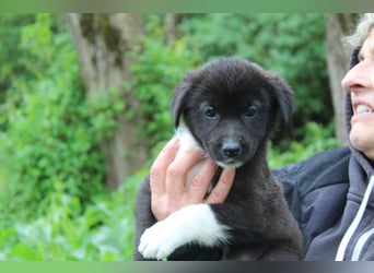 Emma – kleiner Schatz sucht ihre Menschen