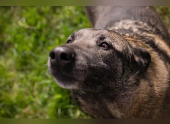 Flower-  Liebevolle Malinois-Mix-Hündin sucht ein geborgenes Zuhause