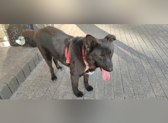 Raven - lieber Anfängerhund in Deutschland