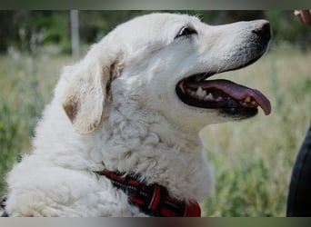 Bailey, unkomplizierter Senior, ca. 9 Jahre *in 13507 Berlin*