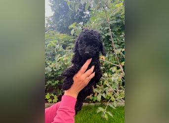 Wunderschöne Cockapoo/Cockerpoo Welpen