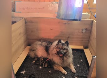 E Wurf the faithful silver wolf