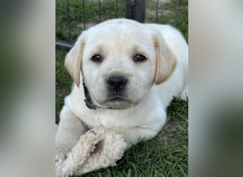 Traumhafte Labrador Retriever Welpen mit Ahnentafel-Abgabebereit-