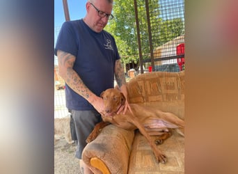 Levante sucht Vizsla Liebhaber