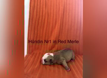 Hündin Nr 1