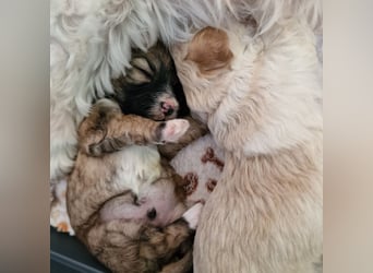 Havapoo Pudel Havaneser-ShihTzu