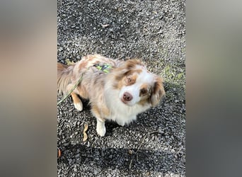 Liebenswerter Familienhund Maex sucht neues Zuhause