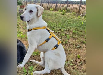 Wayne: Familienhund und treuer Begleiter