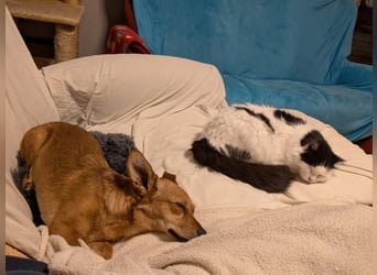 Greta und Helene, zwei süsse noch unerzogenen frechen Mäuse, nur im Doppelpack