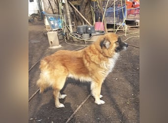 Ursu - freundlicher, verschmuster Herdenschutzhund Mix Rüde / z.Zt. noch in Rumänien