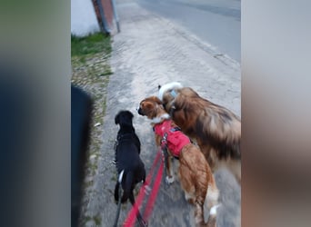 KAIO - Junghund sucht seine Herzensmenschen
