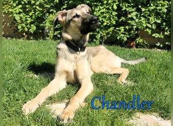 Chandler 10/21 (in Deutschland) - sportlicher, verspielter & gelehriger Rüde, ein toller Begleiter!