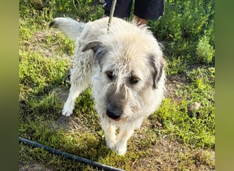 Monty – sanftmütiger, weiser, großer Bub sucht seine Menschen