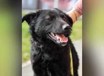 Lino ❤️ treuer, lieber Familienhund