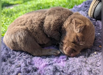 Aussiedor ,labrador,Australian shepherd  ,mit augenuntersuchung