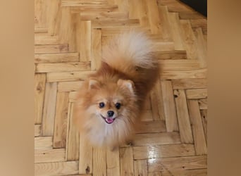 Pomeranian