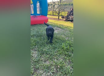 Labrador Welpe schwarz