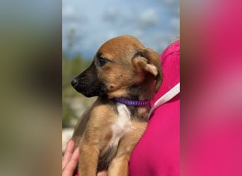 Nala